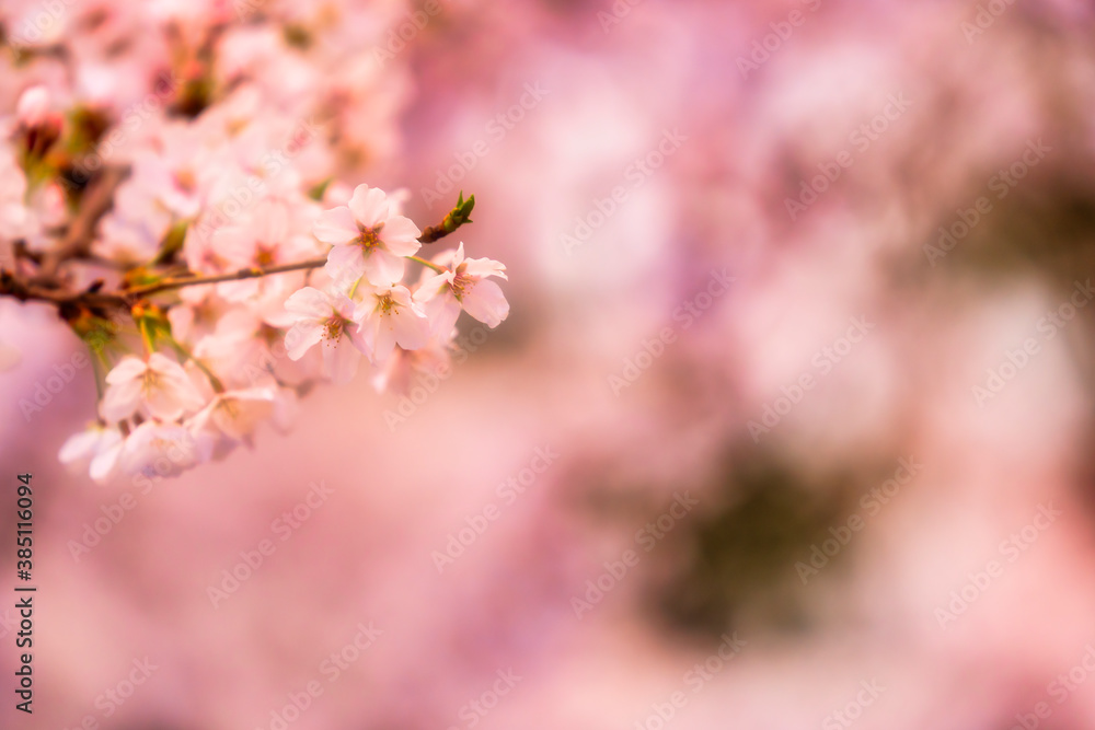 Beautiful cherry blossom, sakura flower, in Japan Beautiful cherry blossom, sakura flower, in Japan