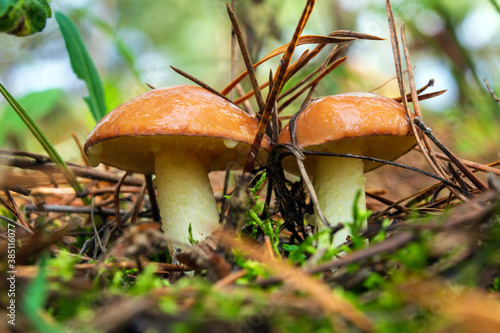 Twoo wild mushrooms Suillus luteus in the forest in clearing between pine needles close up