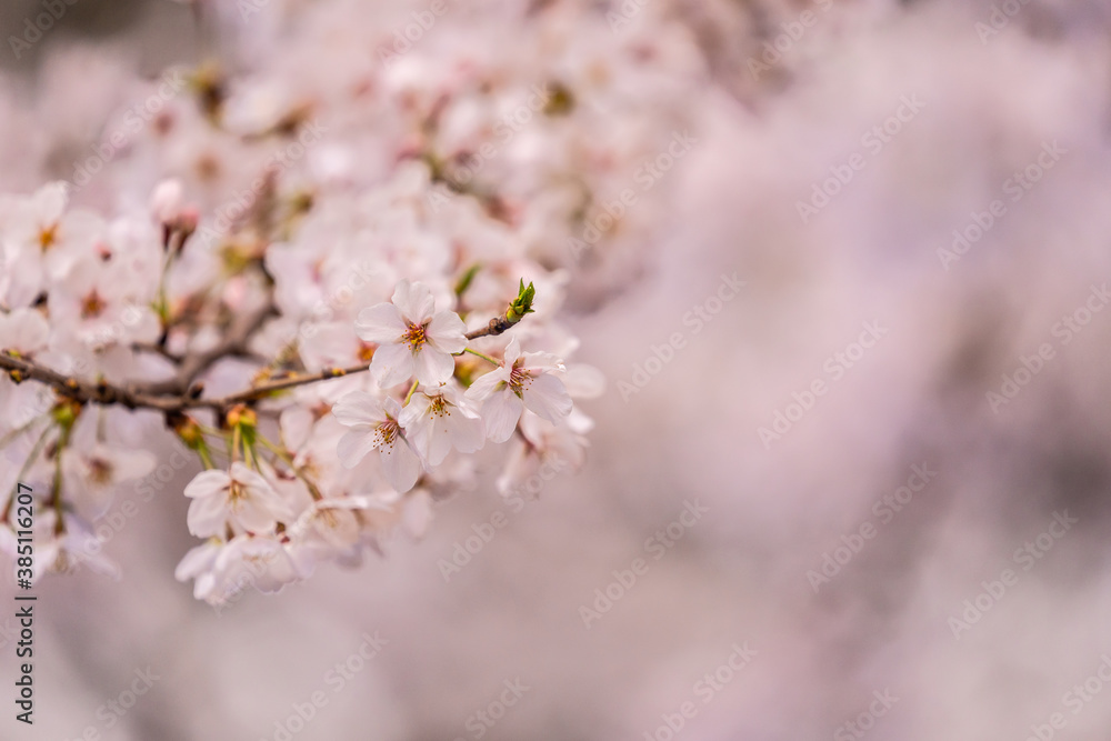 Beautiful cherry blossom, sakura flower, in Japan Beautiful cherry blossom, sakura flower, in Japan