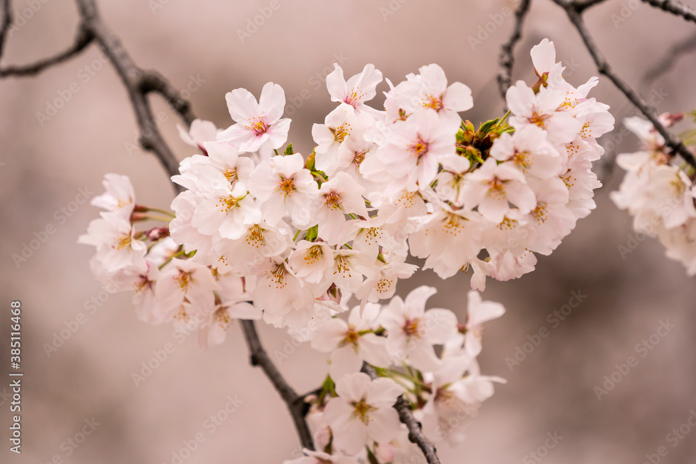 Beautiful cherry blossom, sakura flower, in Japan Beautiful cherry blossom, sakura flower, in Japan