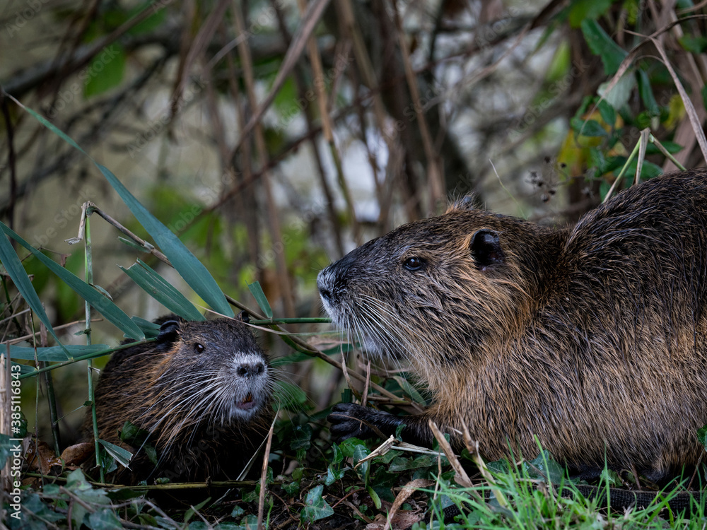 Muskrat Rat National Park France Muskrat Rat National Park France
