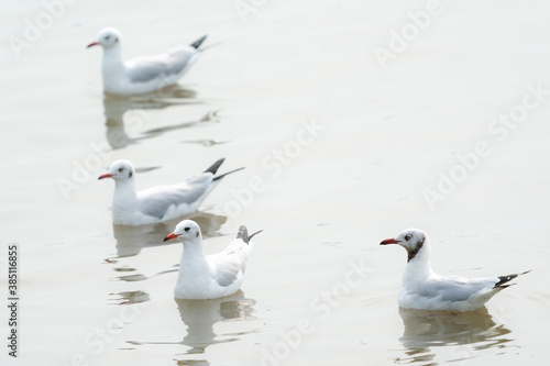 flying seagulls in coastline of tropical sea in Thailand
