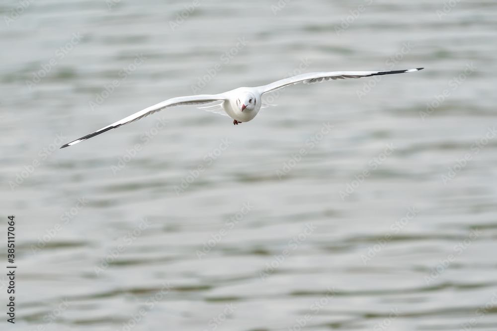 flying seagulls in coastline of tropical sea in Thailand