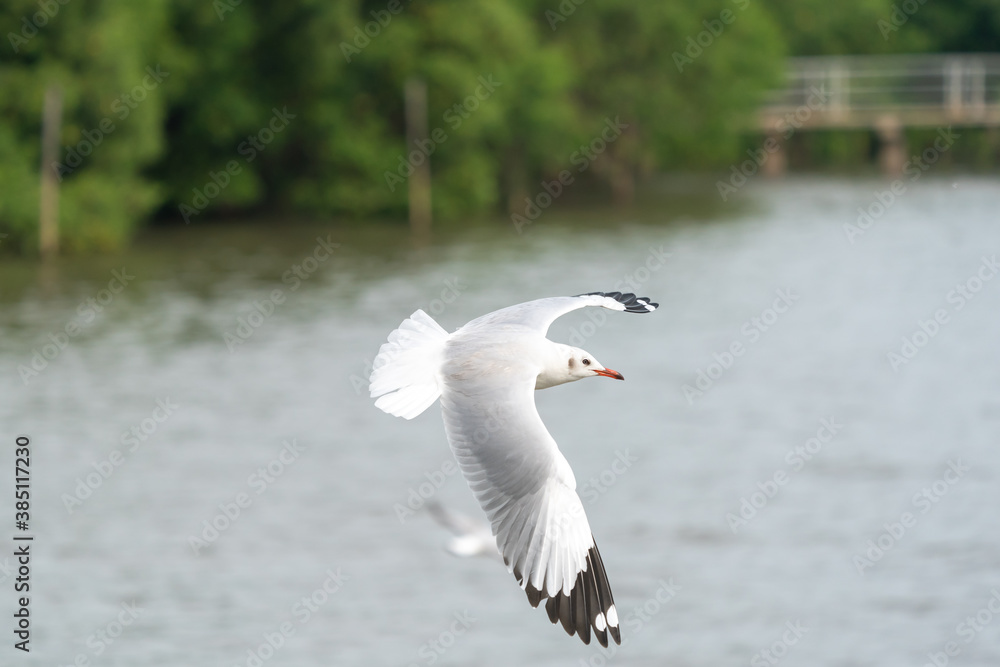 seagull in flight on tropical beach and coastline seagull in flight on tropical beach and coastline
