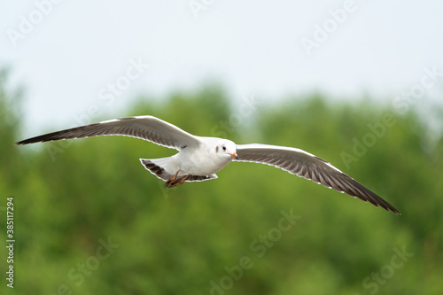 seagull in flight on tropical beach and coastline