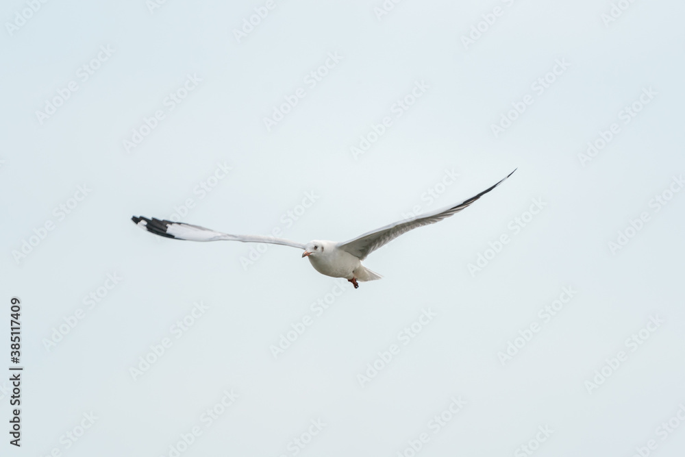 seagull in flight on tropical beach and coastline seagull in flight on tropical beach and coastline