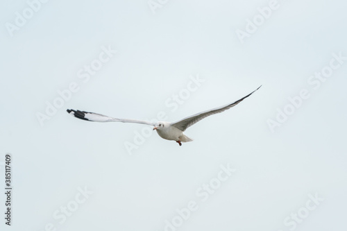 seagull in flight on tropical beach and coastline