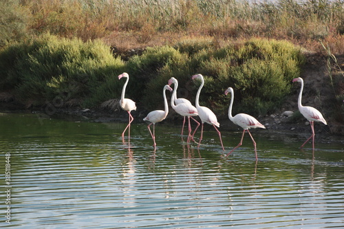 flamant rose en Camargue 