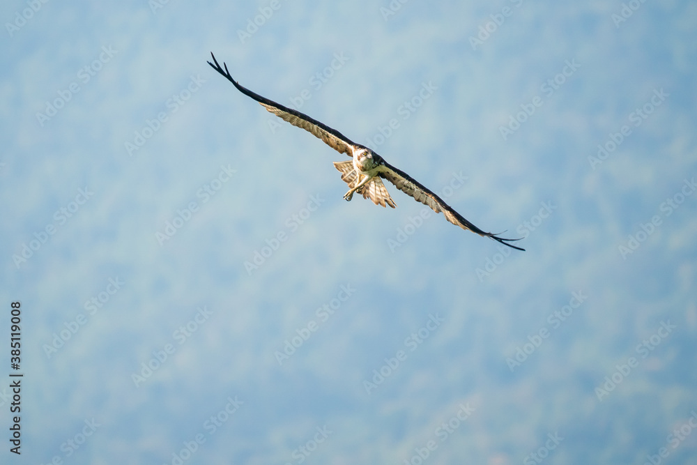 flying hawk in natural park with tropical forest background flying hawk in natural park with tropical forest background