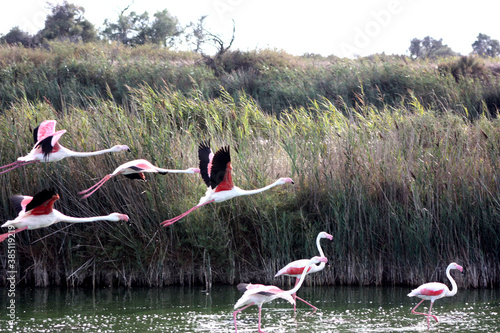 Camargue