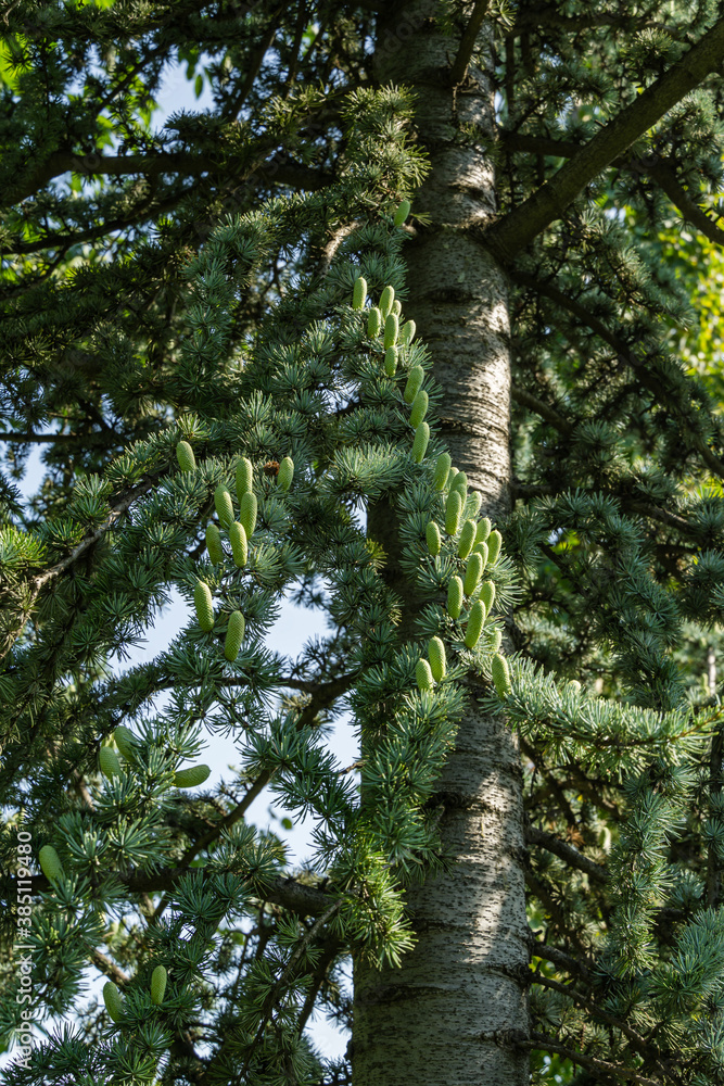 Fototapeta premium Beautiful young Blue Atlas Cedar (Cedrus Atlantica Glauca tree) with blue needles in public landscape city Park Krasnodar or Galitsky Park in sunny autumn September 2020