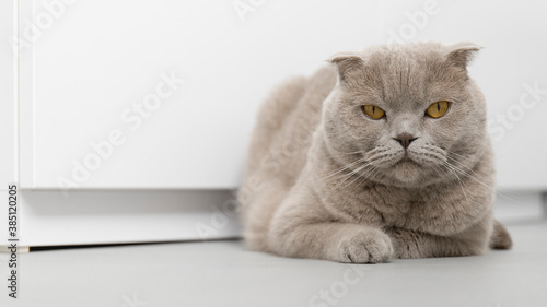 Unhappy cat in a white interior