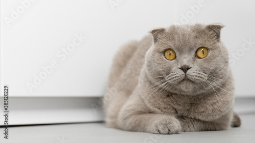 Shorthair cat on a white background