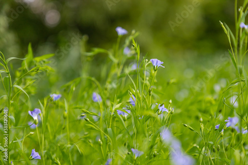 A field of flax blossoms (linen flowers) in the rays of the summer sun.
