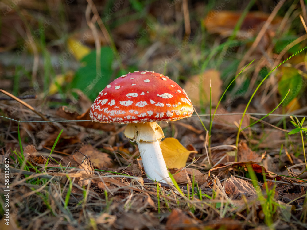 toadstool with its red hat and white dots stands on the forest floor toadstool with its red hat and white dots stands on the forest floor