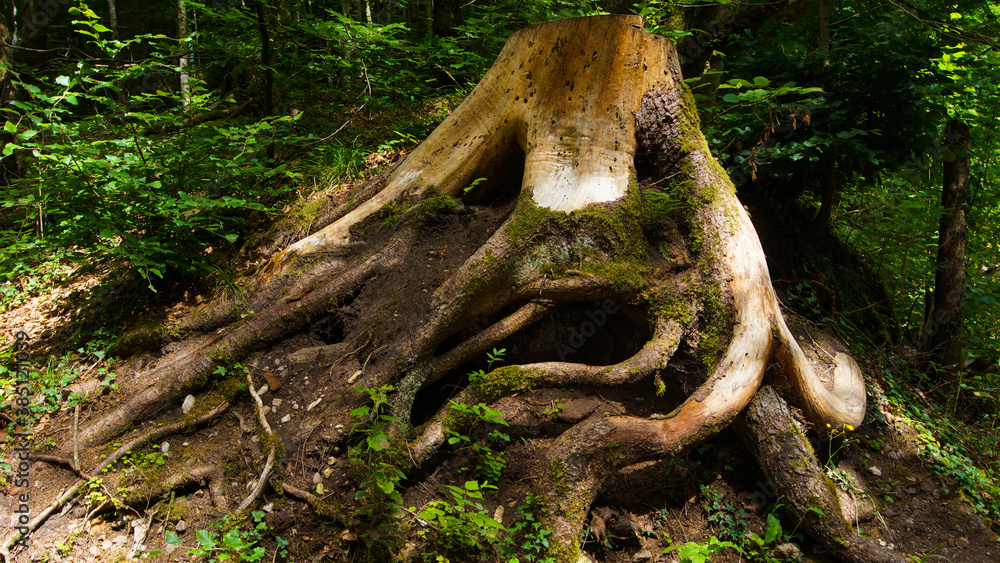 Beautiful tree trunk with moos - Wood - Gowing Plant - Forest - Green Beautiful tree trunk with moos - Wood - Gowing Plant - Forest - Green