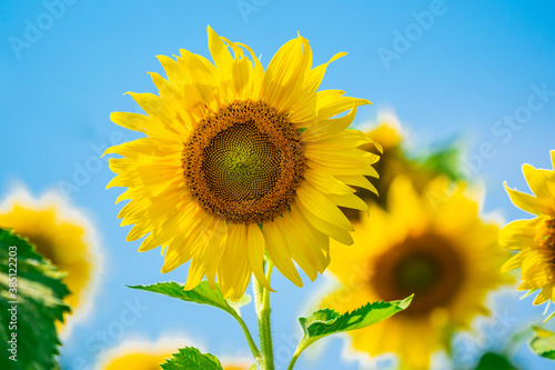 sunflowers blossom on blue sky