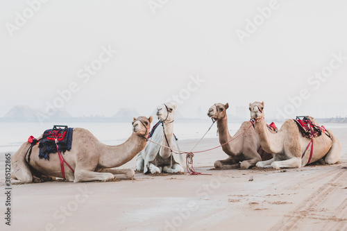 Canvas Print Cute camels resting at the beach in Ras Al Khaimah, UAE