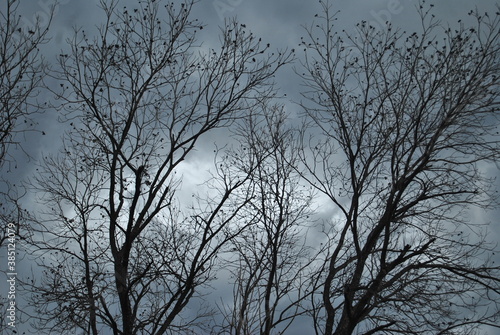 arboles sin hojas sobre un cielo gris