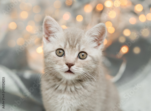 Cute tabby grey kitten with Christmas light. Scottish straight.