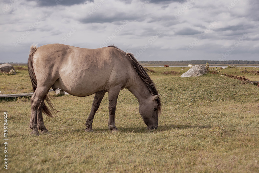Obraz premium Wild horses in countryside. Animals in wildlife.