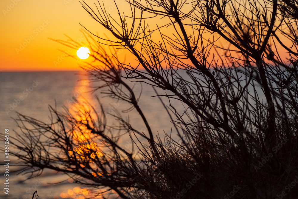 Fototapeta premium Warm sunset behind some dry bushes