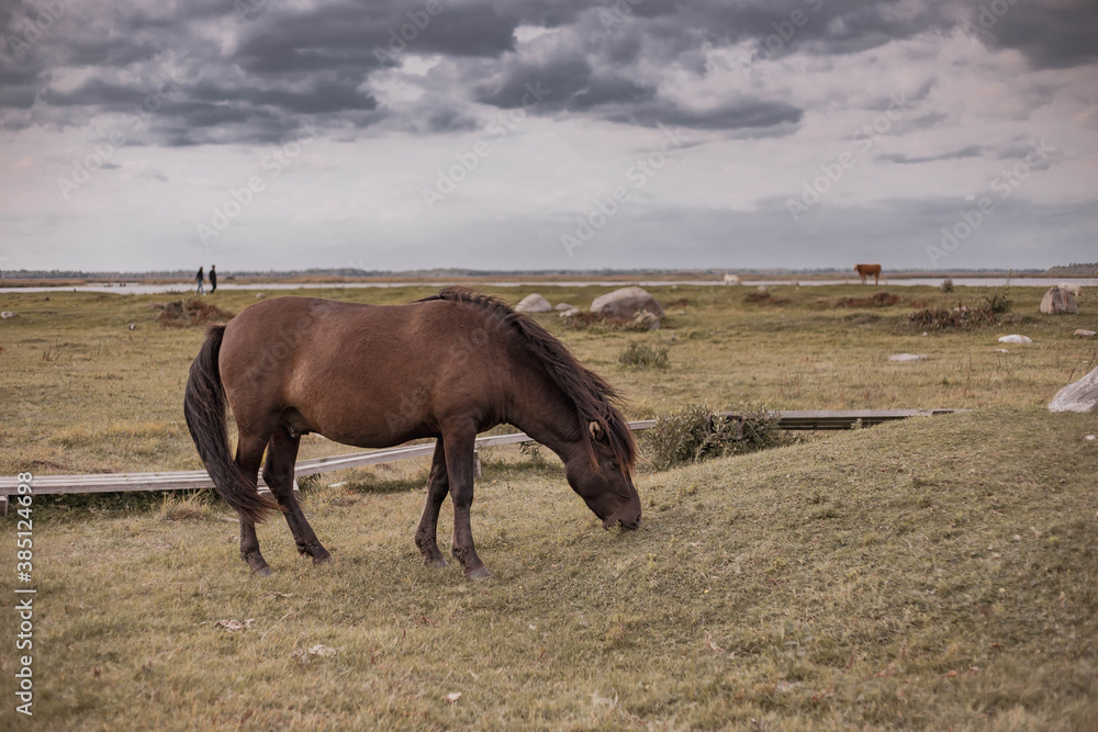 Wild horses in countryside. Animals in wildlife. Wild horses in countryside. Animals in wildlife.
