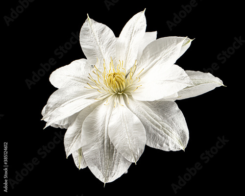 White flower of clematis, isolated on black background