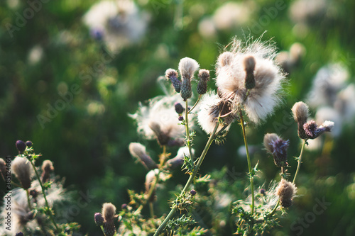 Dandelion clocks, summer flowers at the meadow