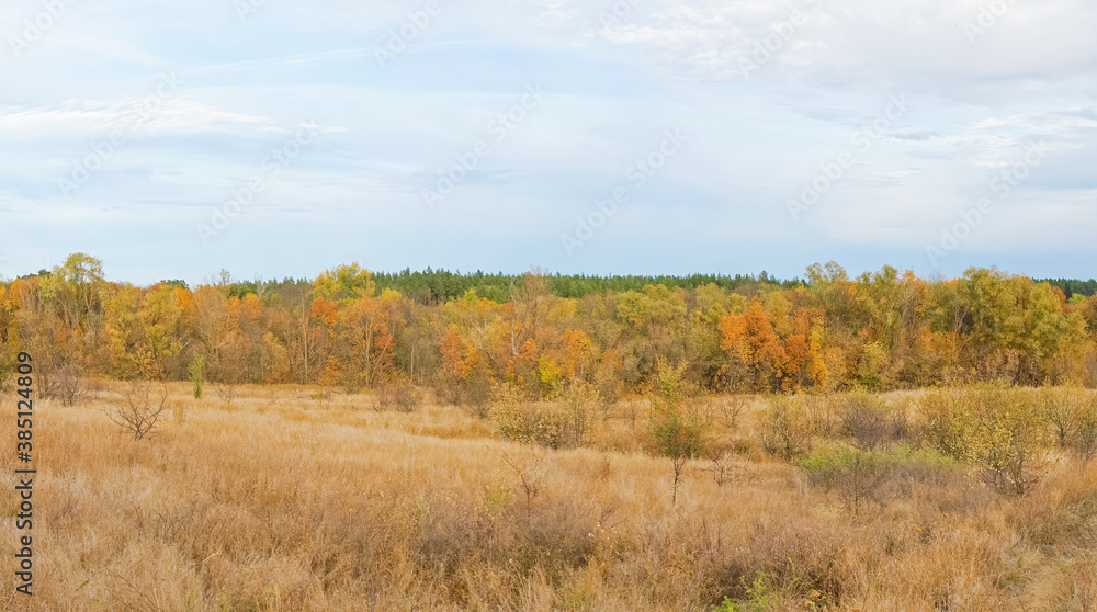 autumn forest landscape with blue sky background autumn forest landscape with blue sky background