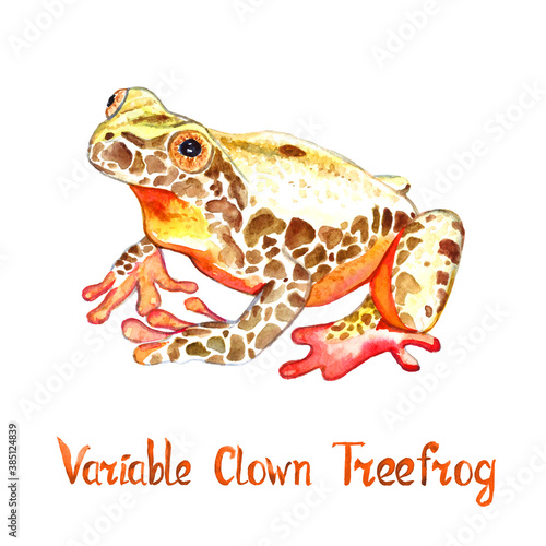 Variable clown tree frog  (Dendropsophus triangulum) , isolated on white hand painted watercolor illustration with handwritten inscription photo