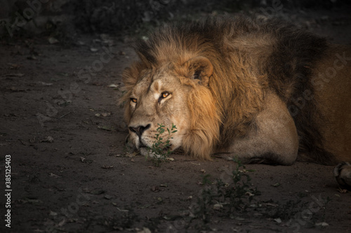  powerful male lion is resting in the twilight  close-up.