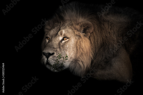  The lion's head is large, eyes. powerful male lion is resting in the twilight, close-up. © Mikhail Semenov