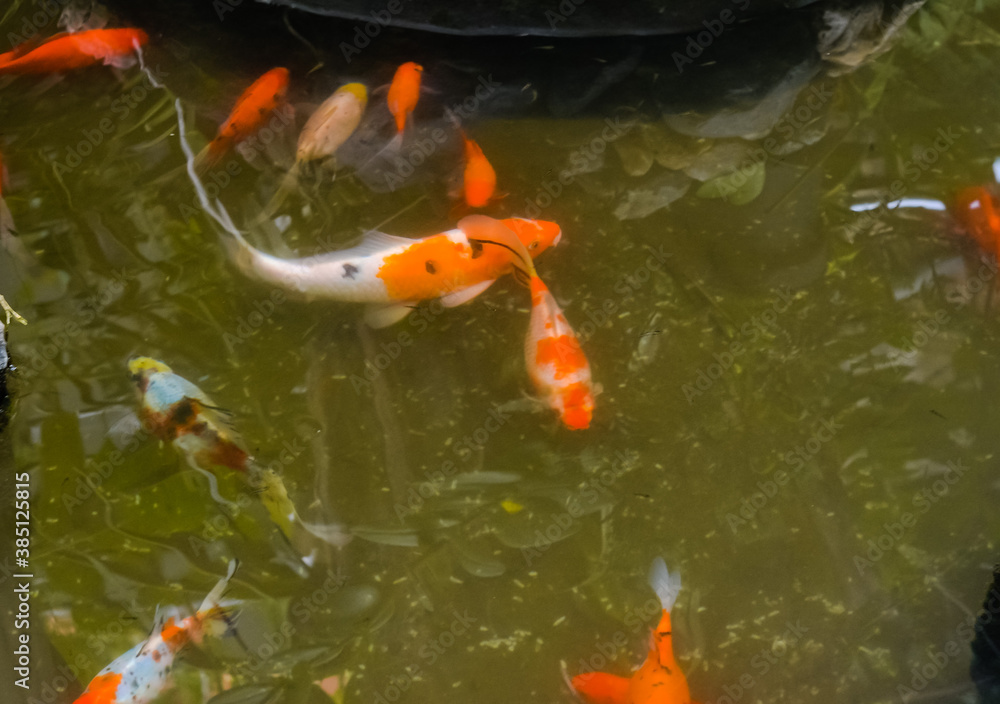 goldfish in the pond goldfish in the pond