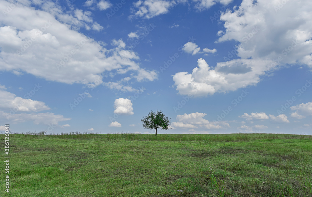 A small lonely tree stands in the meadow. A small lonely tree stands in the meadow.