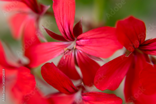 les fleurs en gros plan en printemps 