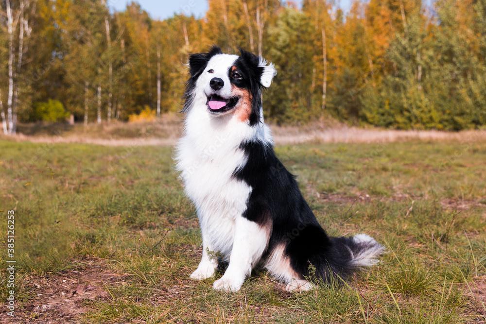 Portrait of cute smiling black and white tricolor Australian shepherd with background of autumn colored forest leaves. Nice and funny aussie sheepdog with funny colored white face smiling outside 