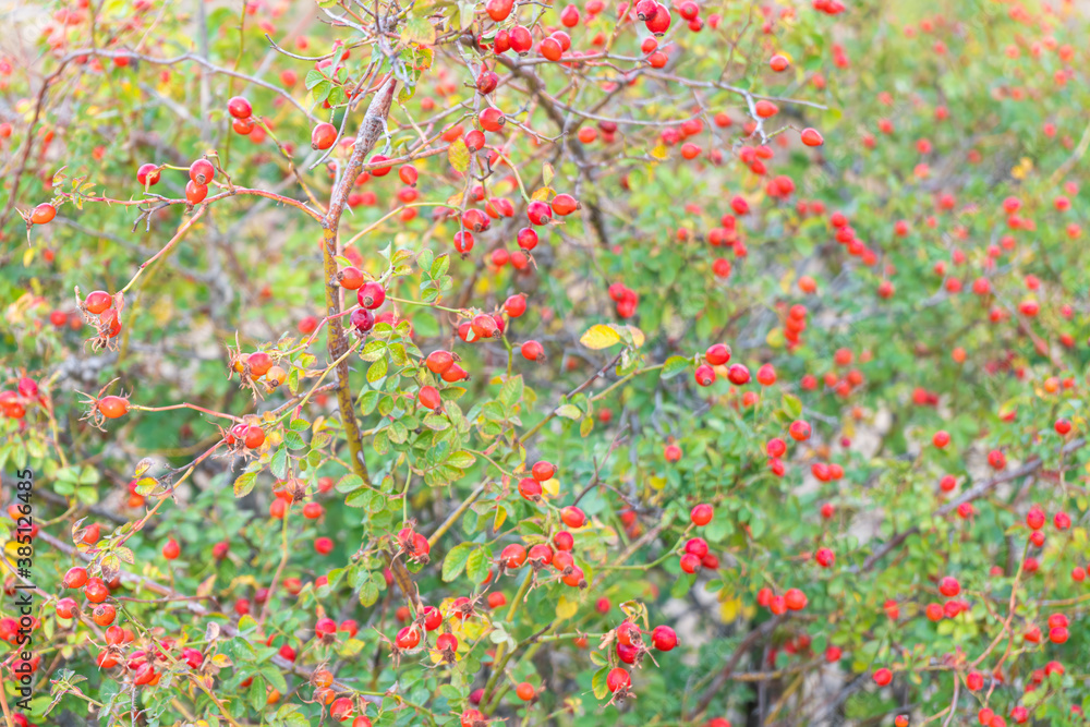rosehip Bush with fruits close-up. as background