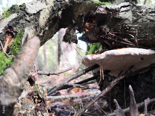 mushrooms