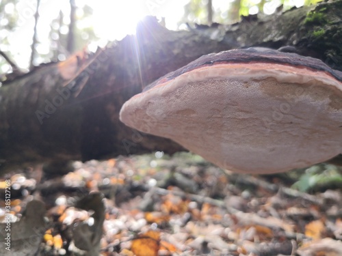 mushrooms