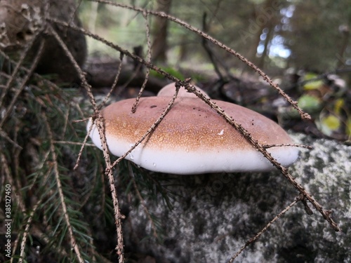 mushrooms