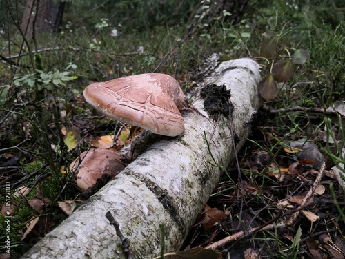 mushrooms
