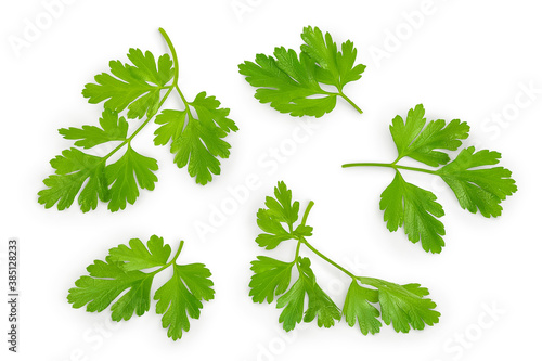 Parsley leaves isolated on white background with clipping path and full depth of field. Top view. Flat lay.