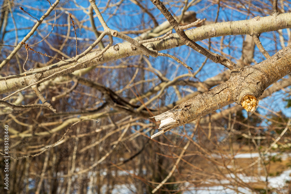 Broken branch of a tree on an early spring day Broken branch of a tree on an early spring day