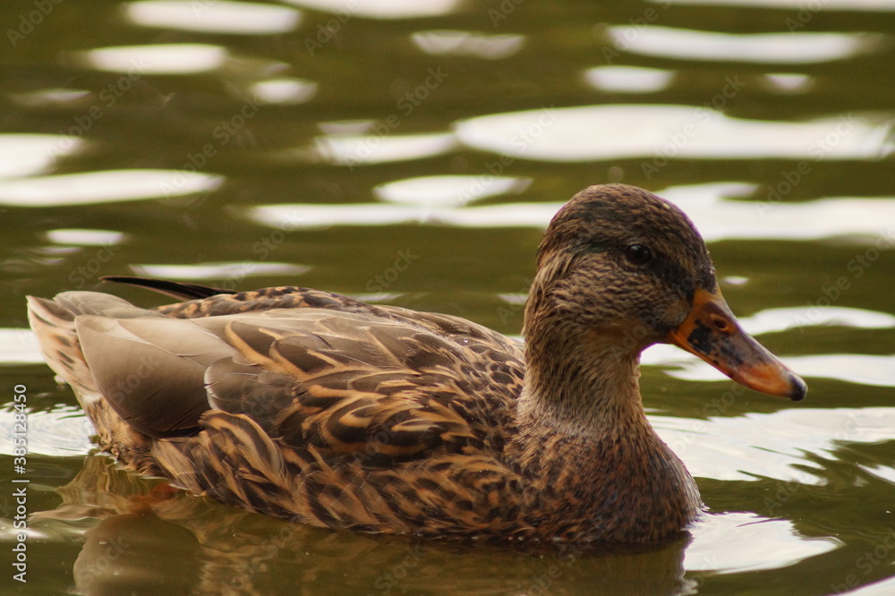 Fototapeta premium duck on the water