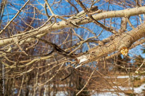 Broken branch of a tree on an early spring day
