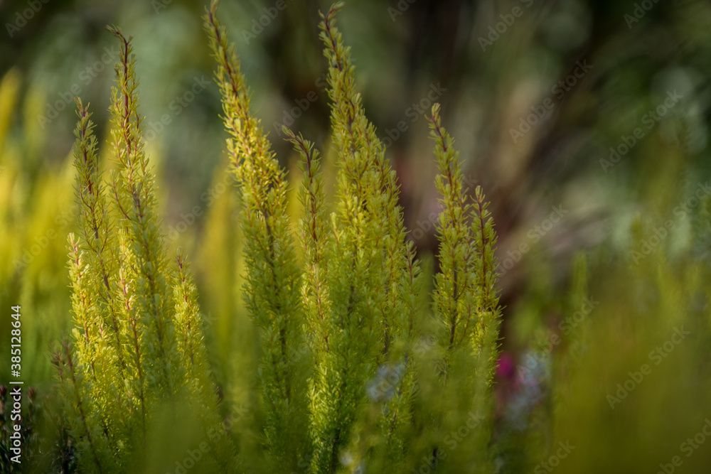blühende gelbe Heide blühende gelbe Heide