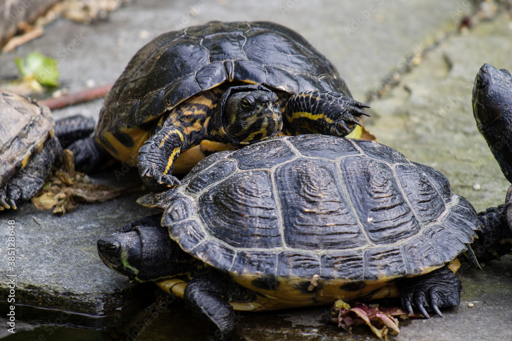 closeup of bossy and angry turtle (yellow-bellied slider, trachemys scripta scripta) standing on the shell of another turtle closeup of bossy and angry turtle (yellow-bellied slider, trachemys scripta scripta) standing on the shell of another turtle