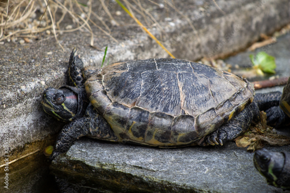 closeup of the profile of a lazy or sleepy turtle (trachemys scripta scripta, yellow-bellied slider) closeup of the profile of a lazy or sleepy turtle (trachemys scripta scripta, yellow-bellied slider)