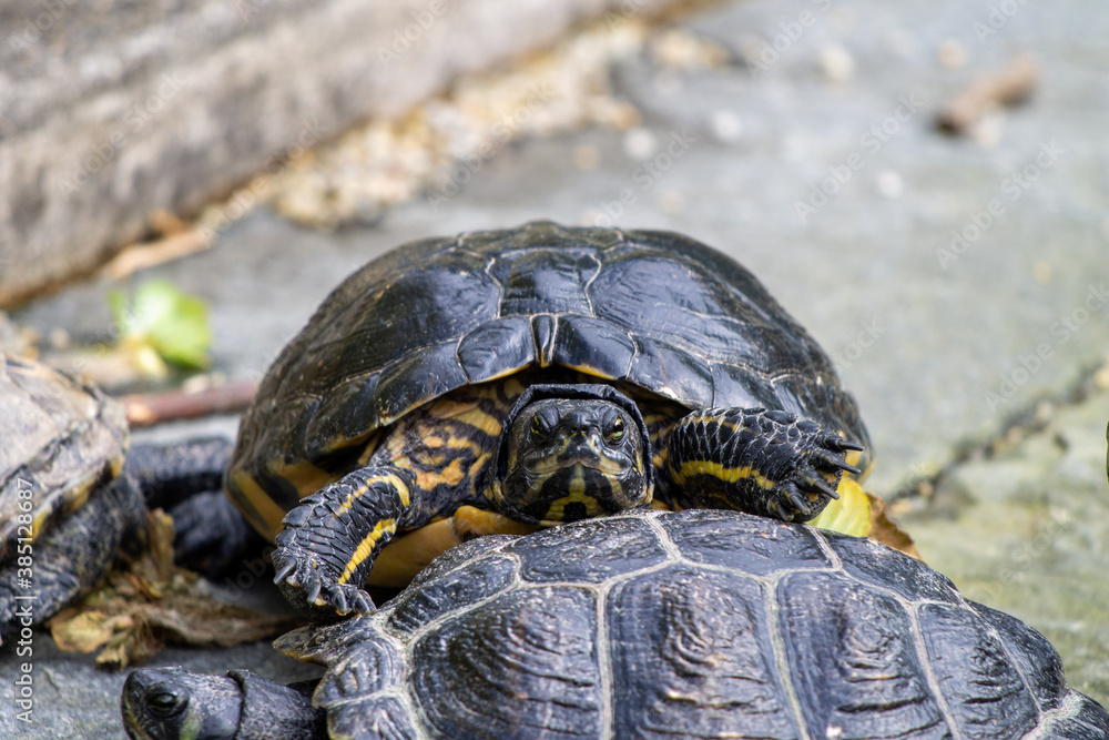 Fototapeta premium closeup of bossy and angry turtle (yellow-bellied slider, trachemys scripta scripta) looking straight into the camera while standing on the shell of another turtle